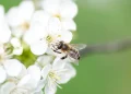 bee-pollen