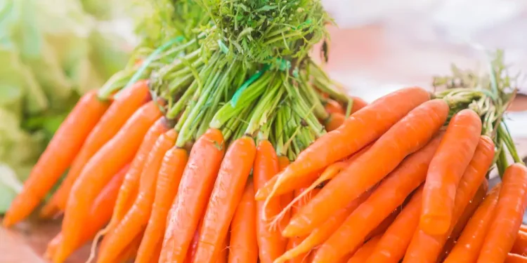 Bunch-of-fresh-orange-carrots