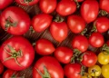 Fresh-red-tomatoes
