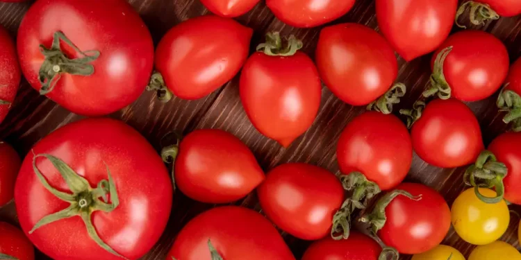 Fresh-red-tomatoes