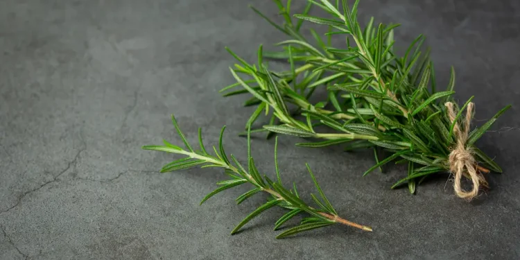 Rosemary-also-known-as-Rosmarinus-officinalis-or-wild-rosemary